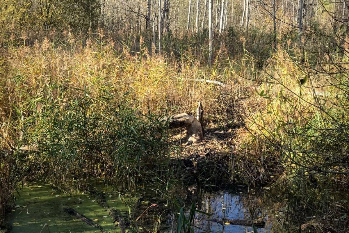 Сами животные и их хатки пока не замечены, но обнаружились следы присутствия бобров вдоль ручья