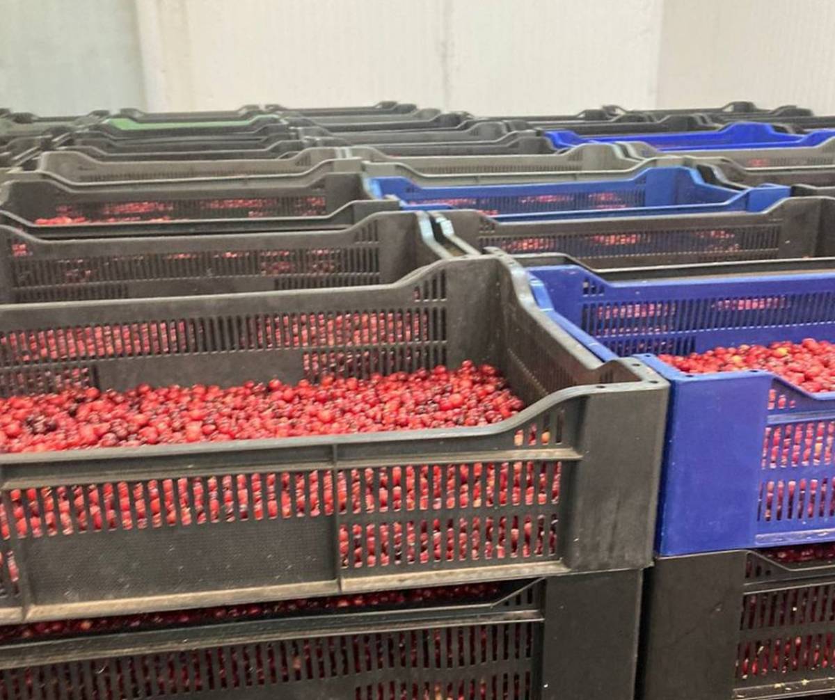 В этом году это первая партия ягод, отправленная на экспорт из Новгородской области.
