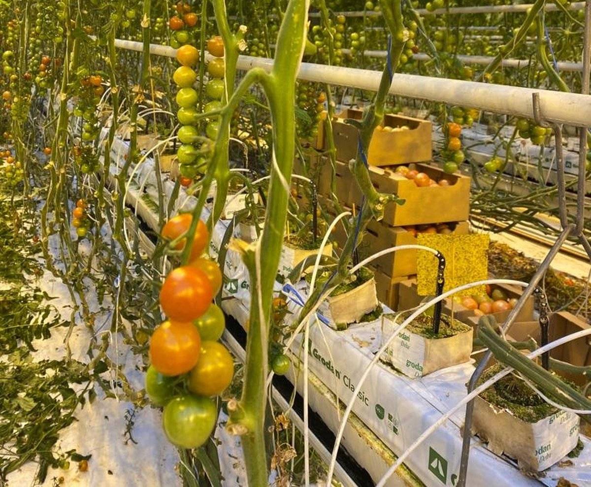 В зимних теплицах предприятия произвели 1,6 тысячи тонн овощей защищённого грунта.