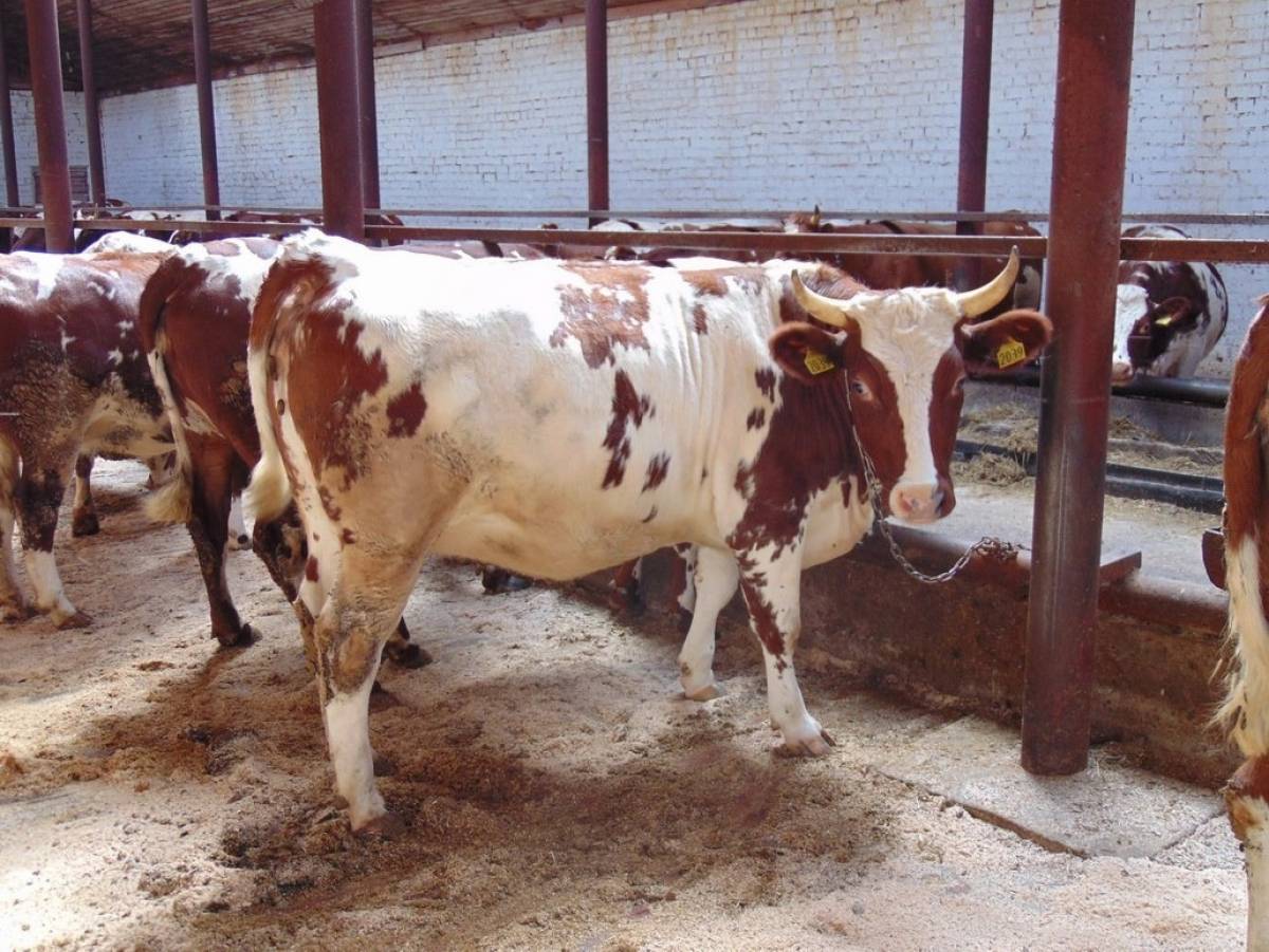 Средний надой на одну корову в сельхозорганизациях увеличился до 4716 кг.