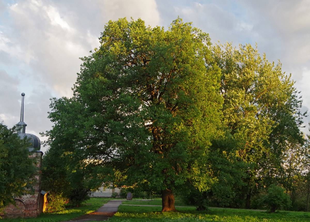 Новгородский 152-летний дуб претендует на звание Российского дерева года