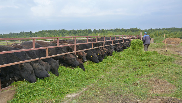 Фермерское хозяйство Олега Бондарева получает среднесуточные привесы скота свыше одного килограмма, что является одним из лучших результатов в области