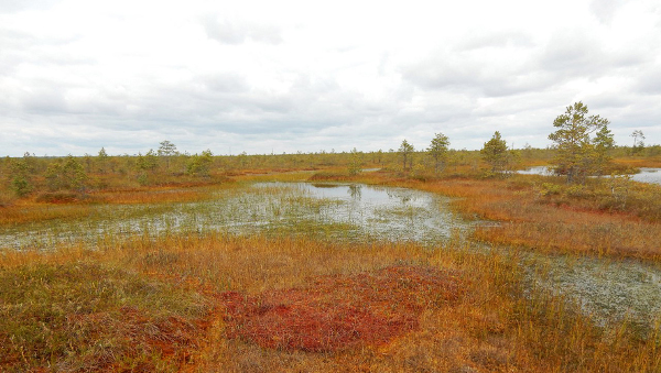 Осенние краски верхового болота