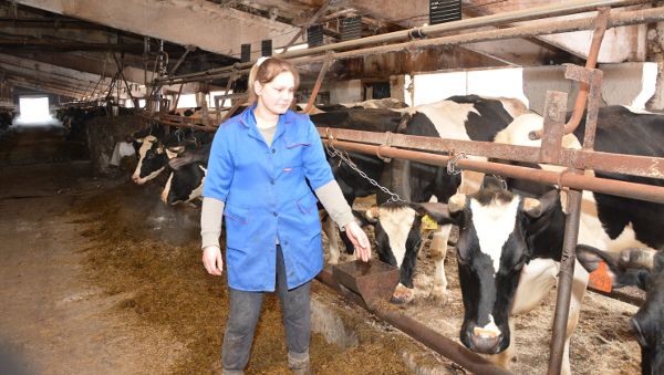 Молочное животноводство — главная отрасль ООО «Передольское»
