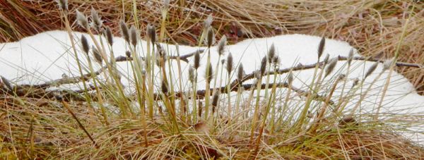 Весенние стрелки болотного первоцвета — пушицы