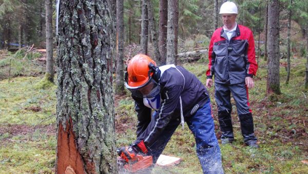 Бережно, по-хозяйски вести заготовку леса — главная задача лесной отрасли