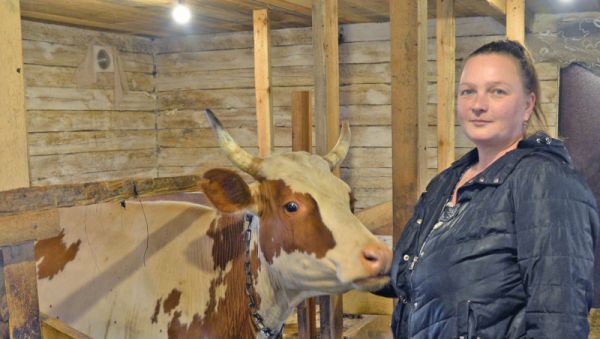 Елена Максимова: «Мои коровы дают много молока, но на всех желающих не хватает»