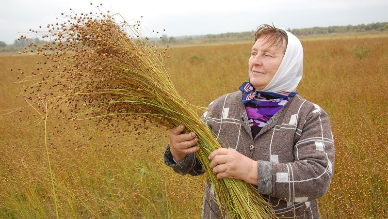Галина Руженович знает все тонкости выращивания льна