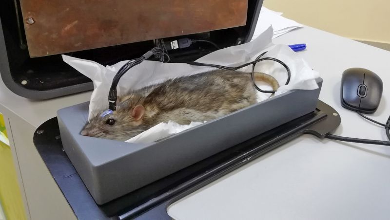 Крыса узнает ракового больного по запаху