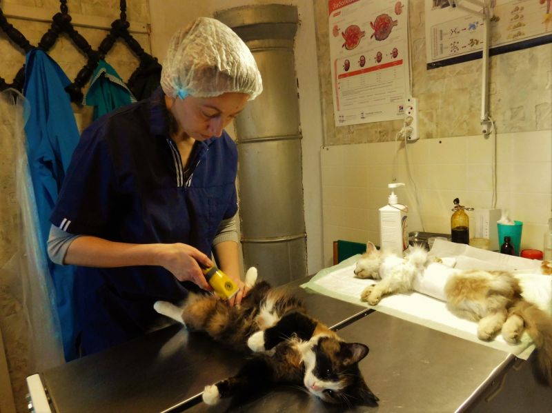 В среднем за один приезд ветеринары-волонтёры оперируют 15 животных, из которых большинство — кошки.