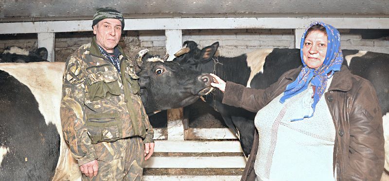 Лариса и Анатолий Саликовы не только много молока производят, но и умело используют имеющуюся у них пашню
