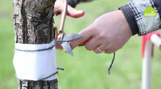 Ловчие пояса — это широкие полосы из соломенных жгутов, плотной бумаги, рогожи, накладываемые кольцами на стволы и толстые сучья деревьев для уничтожения вредителей