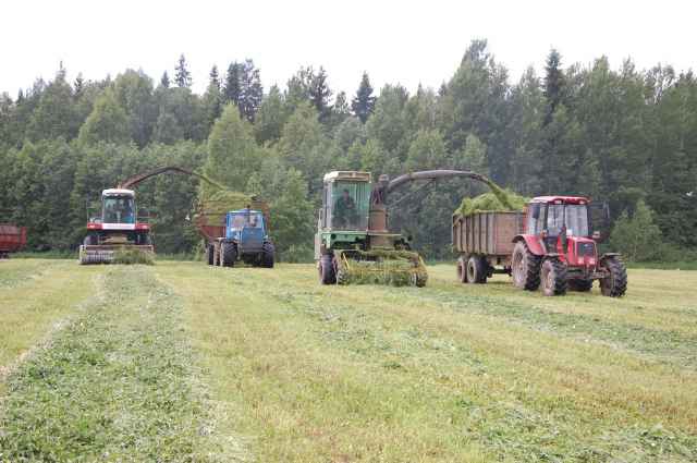 Ранняя уборка трав в «Левочском» позволяет заготовить корма высокого качества