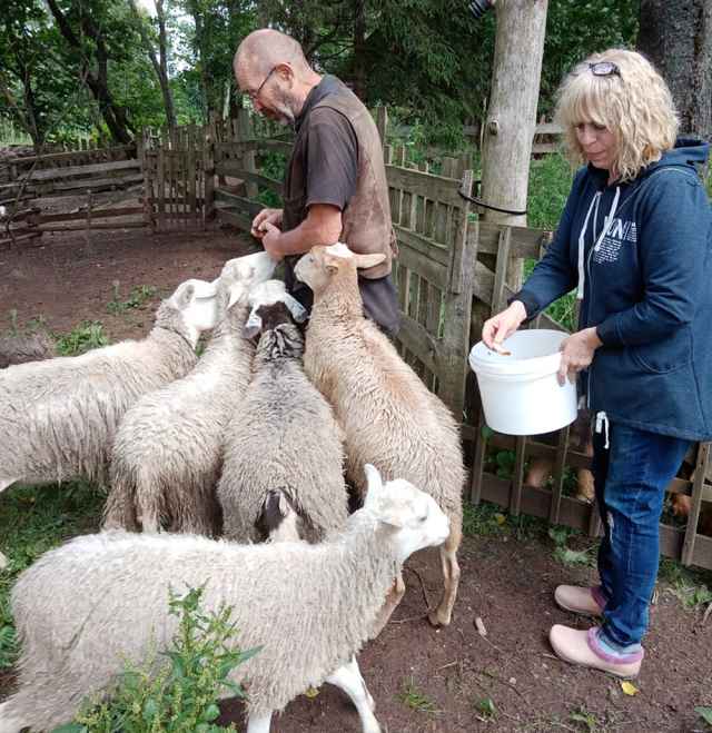 Гисберт с женой Сюзанной в загоне для овец.