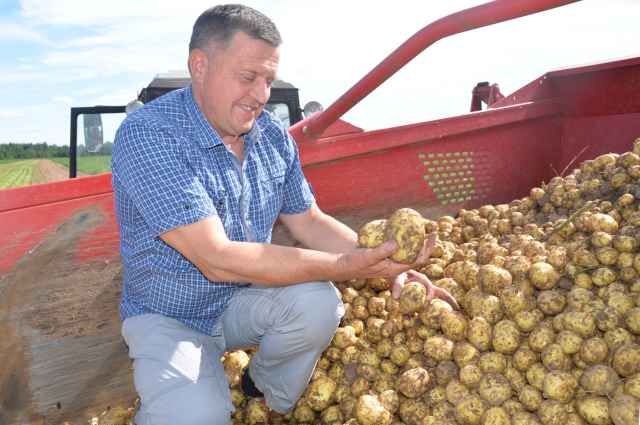 Иван Пиреев: «Мы отработали технологию выращивания раннего картофеля, и она приносит нам отменный результат».