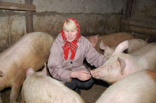 Содержание свиней в личных подсобных хозяйствах сегодня — большой риск.