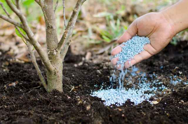 Если вы не знаете состав почвы в вашем саду, лучше вносите под плодовые деревья органические удобрения — навоз и золу.