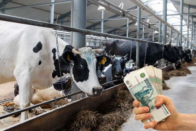 За грантом «Агропрогресс» уже планируют обратиться предприятия, занимающиеся молочным животноводством.