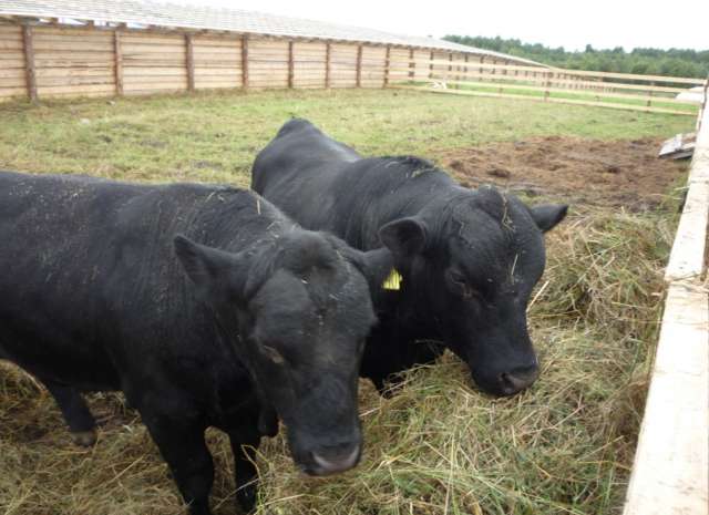 В год через убойный цех кооператива «БИФ» будет проходить до 1000 голов крупного рогатого скота. А это порядка 600 тонн мяса, которое предназначено для полуфабрикатов и иных видов продукции.