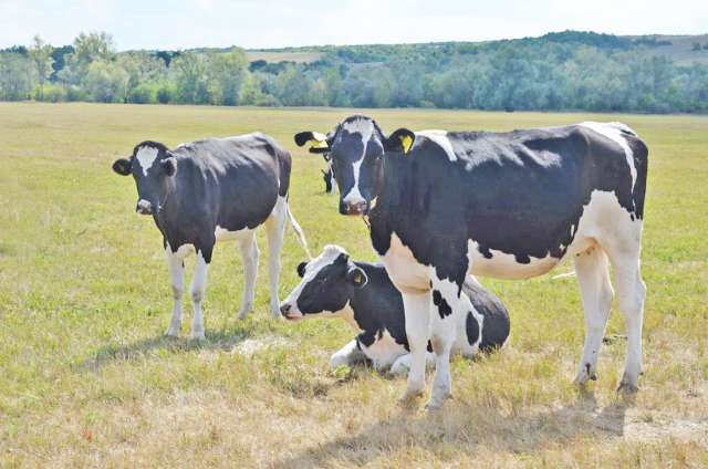 Батецкий фермер остановил свой выбор на коровах голштинской породы.