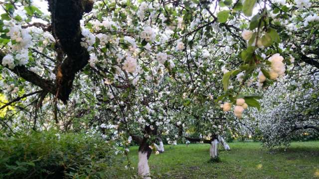 Новгородцы заново открыли для себя яблоневый сад Гуманитарного института в Антонове.