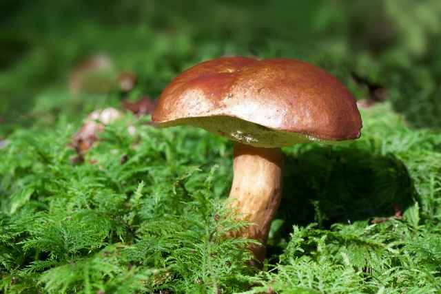 О сборе грибов и профилактике ботулизма