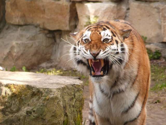 Тигра лучше не сердить. Со злым хозяином тайги шутки плохи.