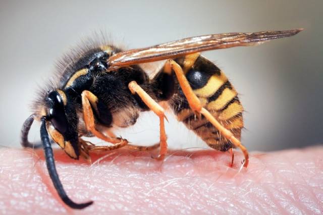 Что делать, если укусила пчела, оса или шершень?