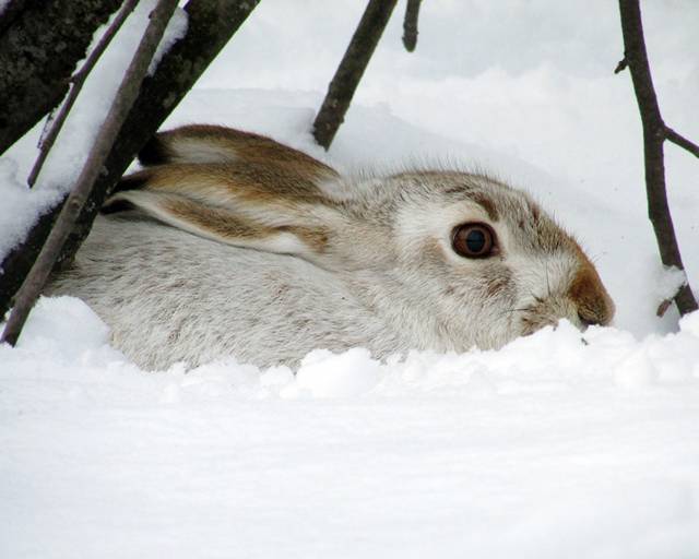 В Зайцево забегают разные дикие животные. Сами зайцы здесь — тоже не редкое явление.