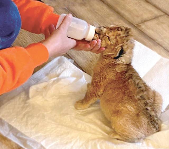 Маленький львёнок Симба с аппетитом высасывает положенную порцию специальной смеси, заменяющей ему материнское молоко. Фото Светланы ИВАНОВОЙ