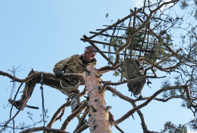 Орнитолог Дмитрий Керданов закрепил гнездовую платформу на верхушке сосны.