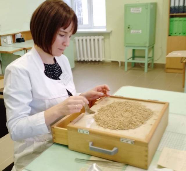 Ведущий агроном исследовательской лаборатории Анна Зенкова проводит анализ зерновых культур на чистоту.