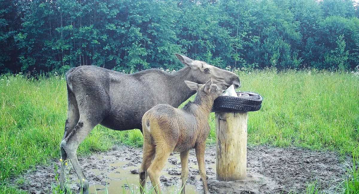 Вместе с мамами-лосихами к солонцам приходят и малыши, которым соль очень полезна.