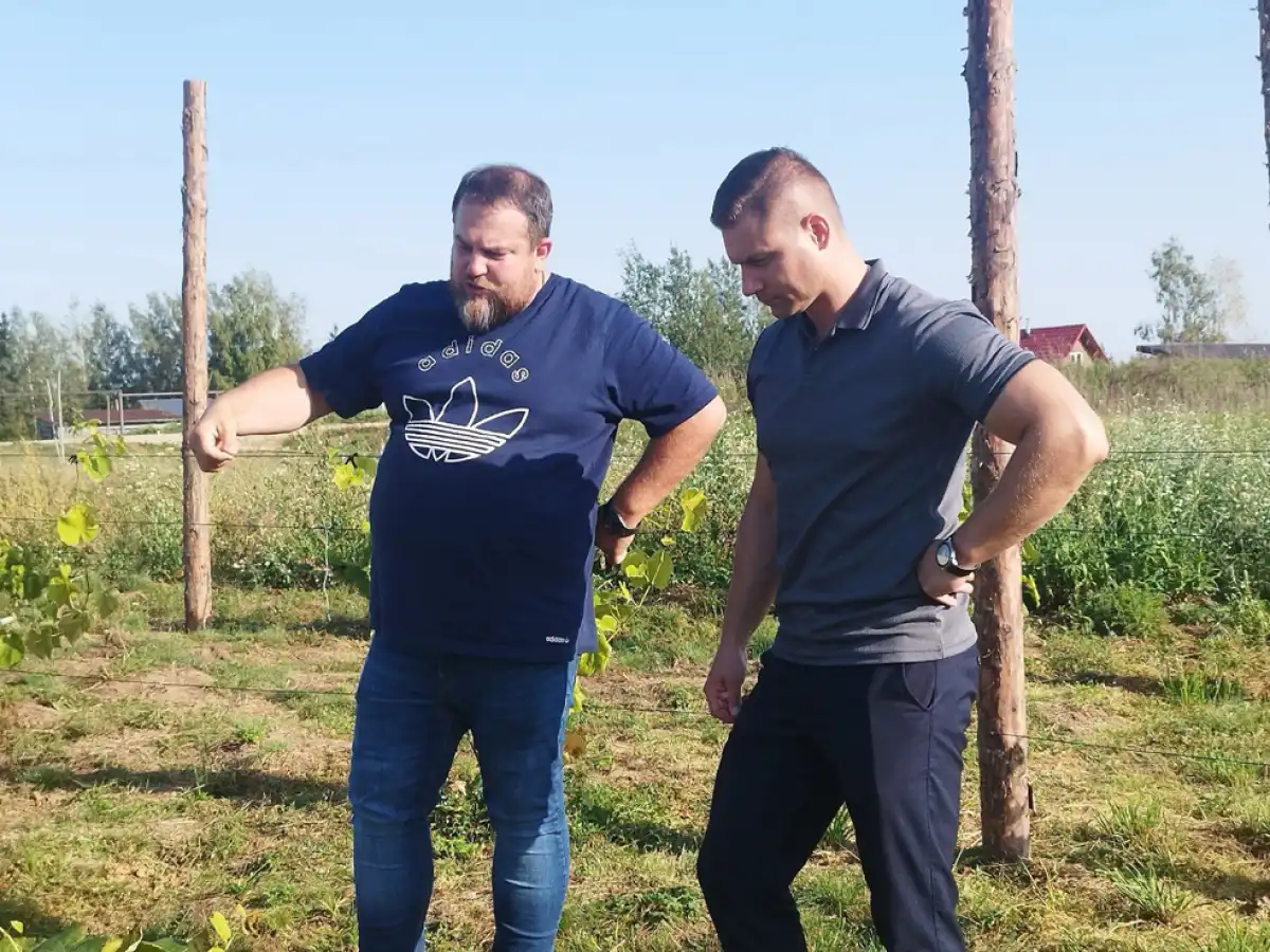 Дмитрий Богачёв показывает главе Новгородского округа Александру Дементьеву посадки винограда.