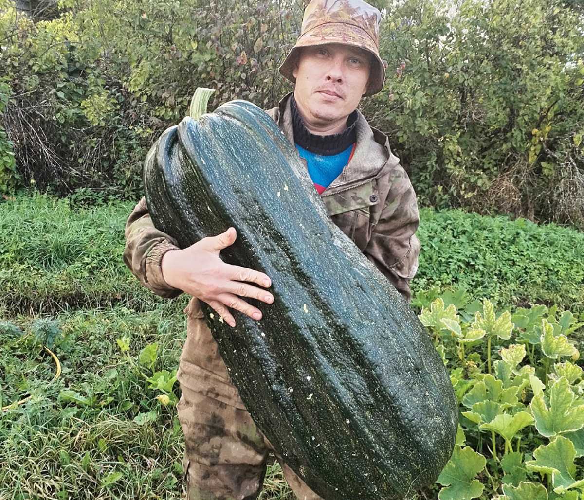 Никита Войнов и его супруга выращивают чудо-овощи и участвуют с ними в конкурсе «Агрогиганты».