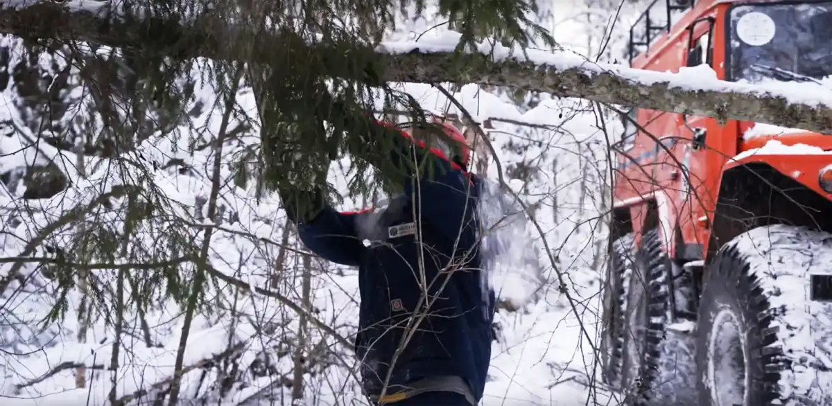Нередко подход к линиям электропередачи перекрывали поваленные тяжёлым снегом деревья.