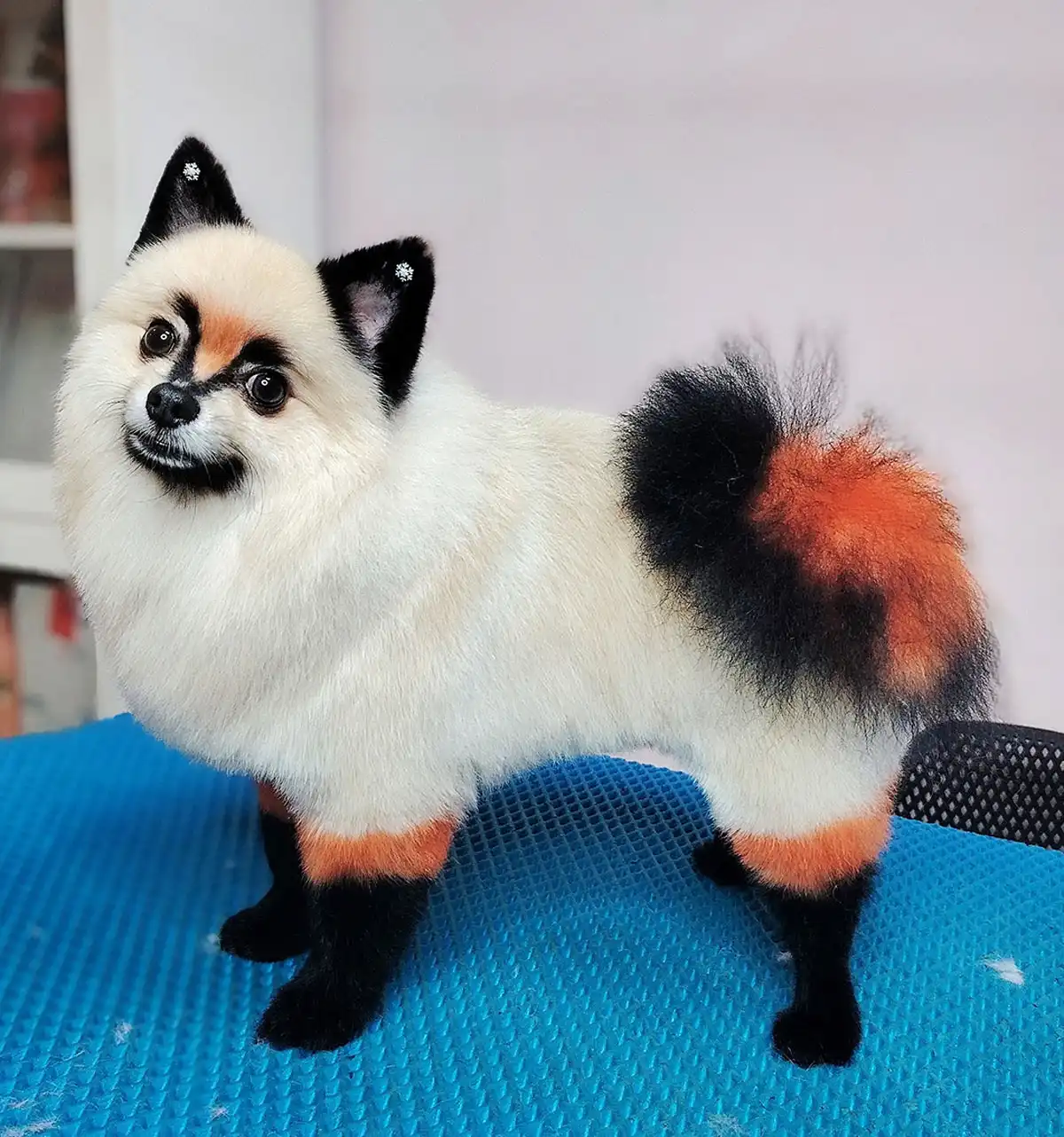 С подачи мастера шпиц превращается в мультяшную лисичку!