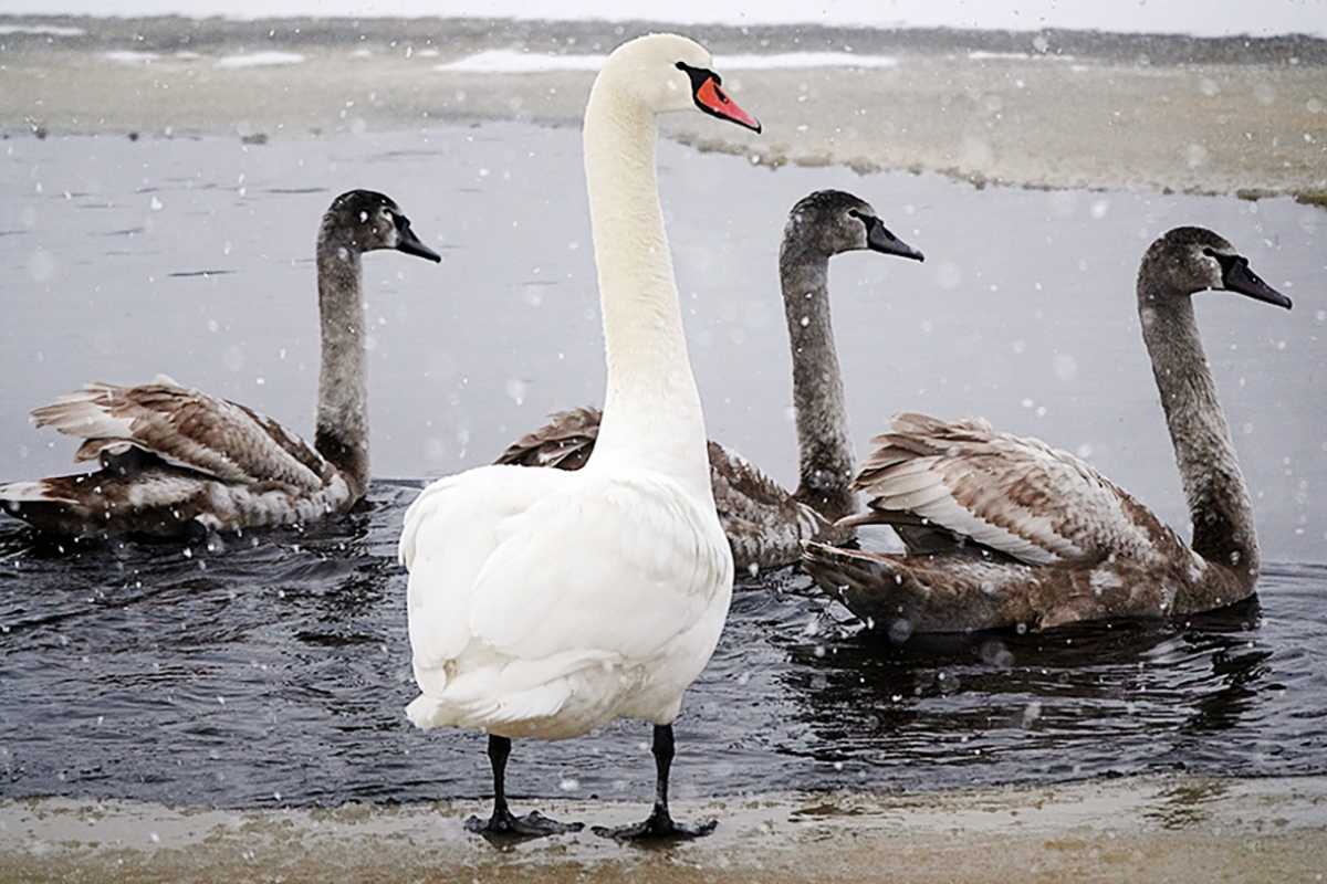 Зима на крыле