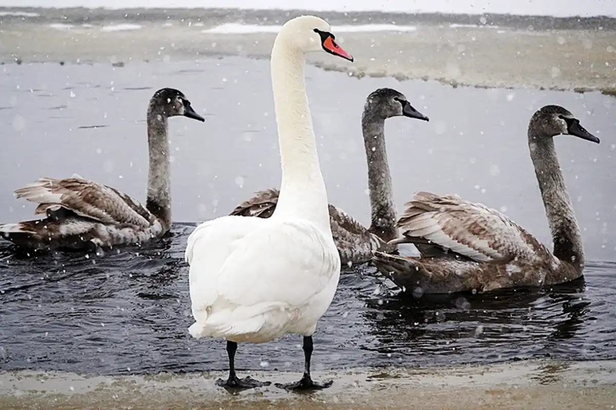 От соседства людей и лебедей проигравших этой зимой нет.