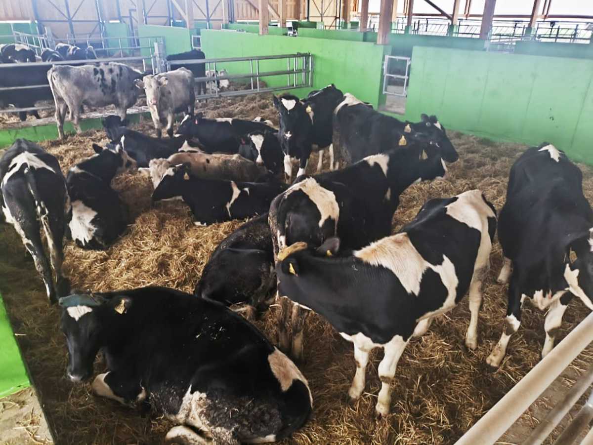 Больше молока