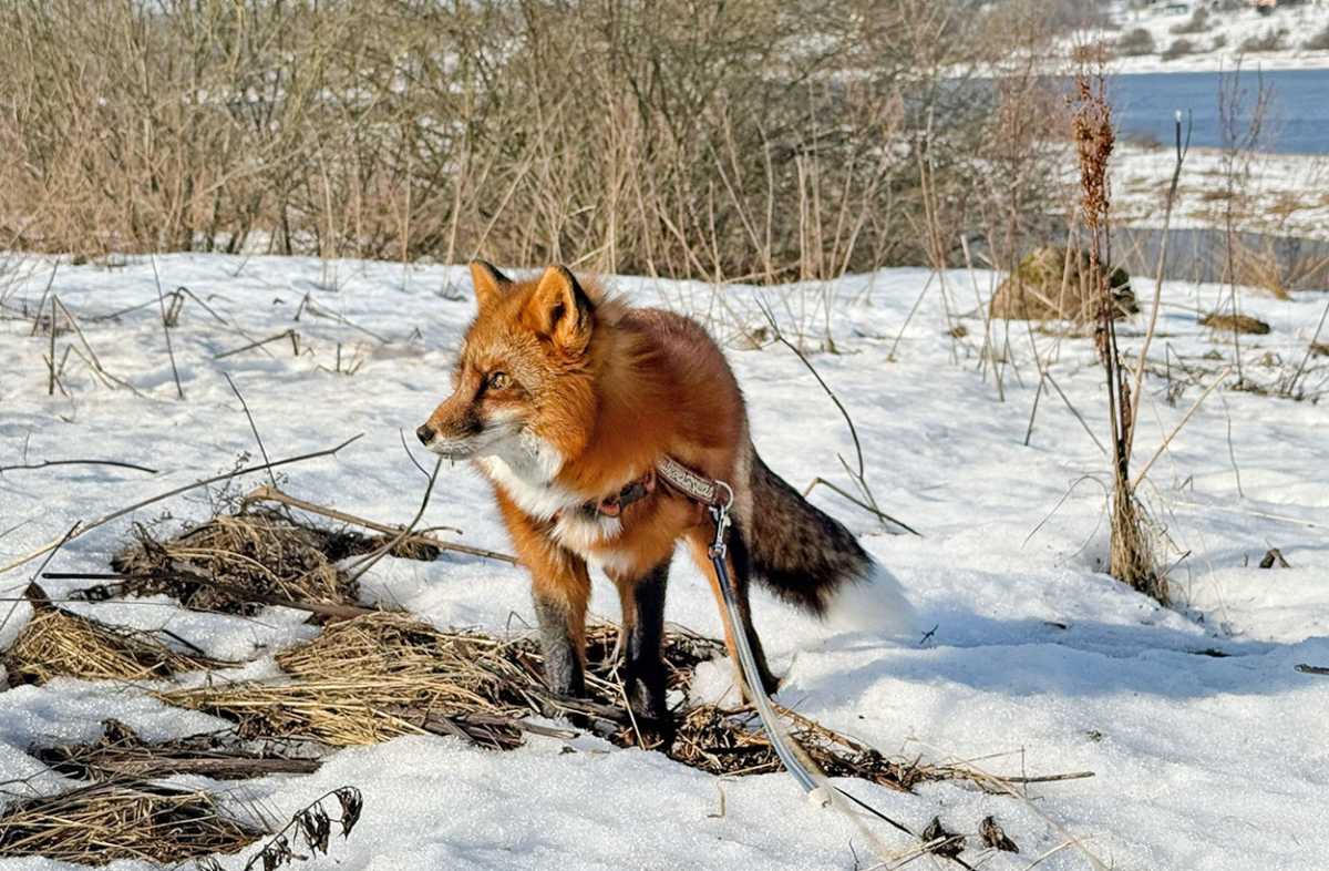 Лисы и дали название базе отдыха.