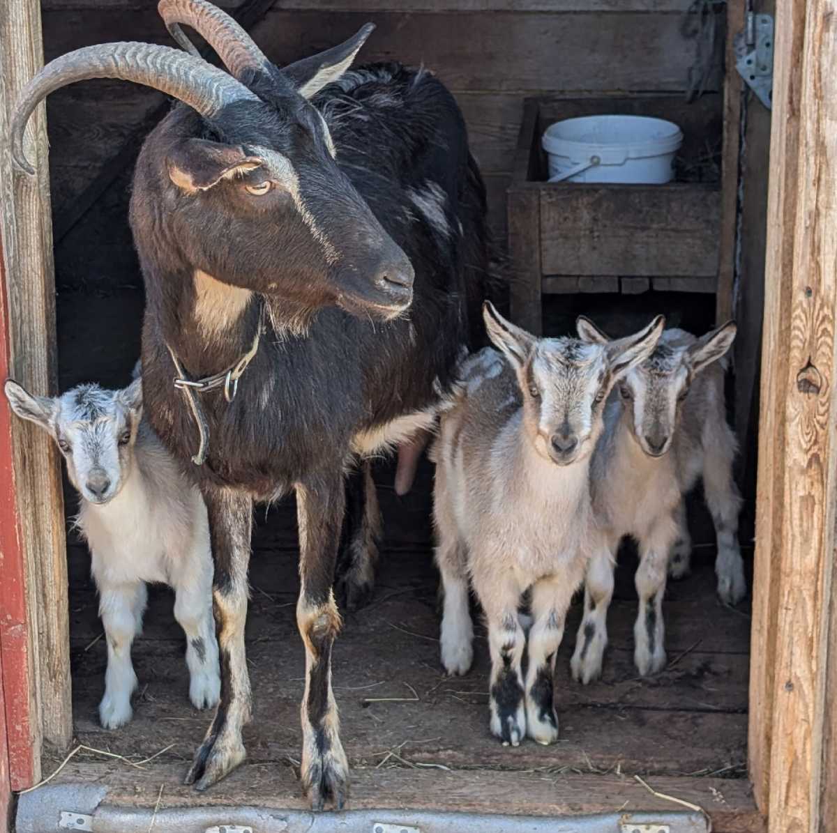 К дезбарьеру!