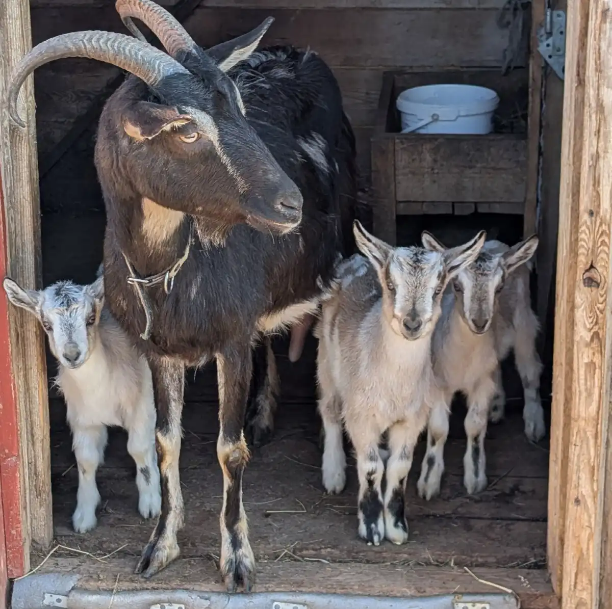 К дезбарьеру!