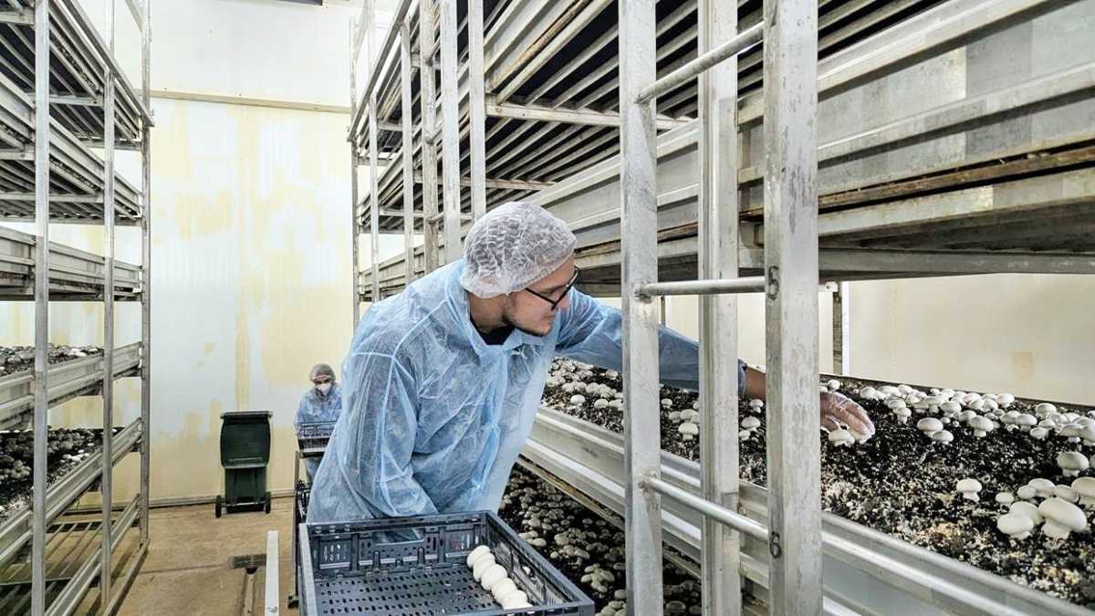 От заброшенной фермы до федеральных сетей