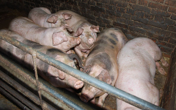 В Волотовском районе обнаружена африканская чума свиней (АЧС)