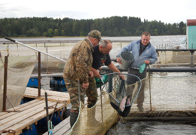 Новгородскому рыбоводству финский опыт будет полезен