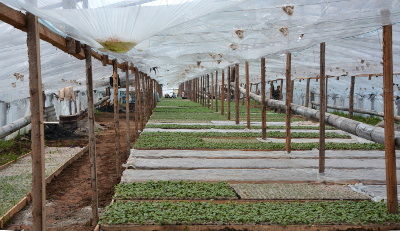 На 50 га теплиц будут выращивать огурцы и томаты. Планируется собрать 17 тыс. тонн продукции