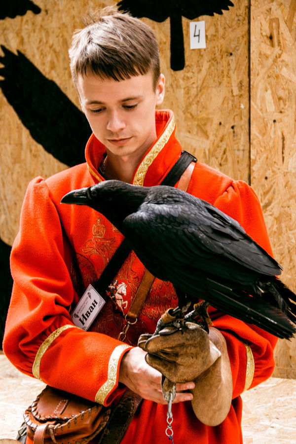 Иван Кривда обучает одного из самых обаятельных обитателей соколиного двора ворона Топу