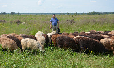 Хозяйство Анвара Мадирахимова начинает себя окупать. Фермер откормил 250 овец и уже продал их на мясо