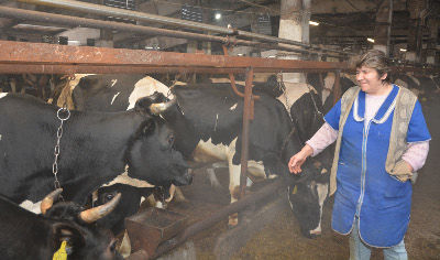 Молочное животноводство — главное направление в Батецком районе
